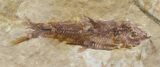 Fossil Fish (Knightia) Multiple Plate - Wyoming #31843-1